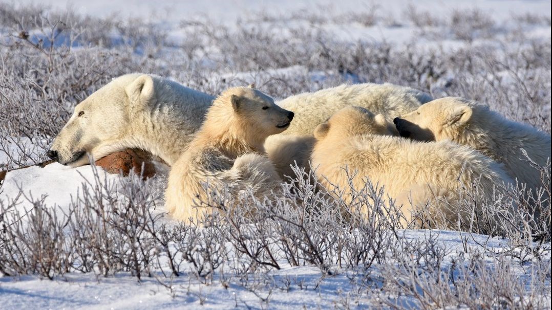 Where The Polar Bears Are - Churchill Northern Studies Centre
